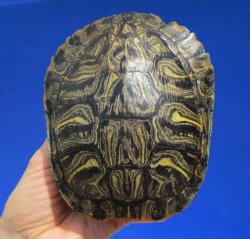 5-1/4 by 4-3/8 inches Red Eared Slider Turtle Shell - Buy this one for $17.99