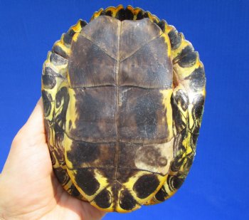 5-1/4 by 4-3/8 inches Red Eared Slider Turtle Shell - Buy this one for $17.99