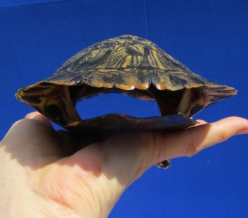 5-1/4 by 4-3/8 inches Red Eared Slider Turtle Shell - Buy this one for $17.99