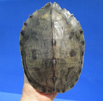 7-1/4 by 5-1/2 inches Empty Map Turtle Shell - Buy this one for $19.99