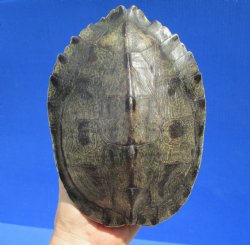 7-1/4 by 5-1/2 inches Empty Map Turtle Shell - Buy this one for $19.99