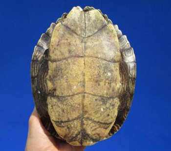 7-1/4 by 5-1/2 inches Empty Map Turtle Shell - Buy this one for $19.99