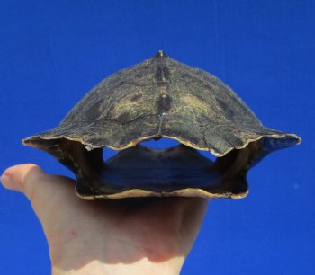 7-1/4 by 5-1/2 inches Empty Map Turtle Shell - Buy this one for $19.99