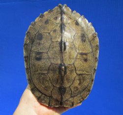 7 by 5-1/4 inches Authentic Map Turtle Shell - Buy this one for $19.99