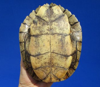 7 by 5-1/4 inches Authentic Map Turtle Shell - Buy this one for $19.99