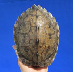 7 by 5-3/8 inches Authentic Map Turtle Shell - Buy this one for $19.99