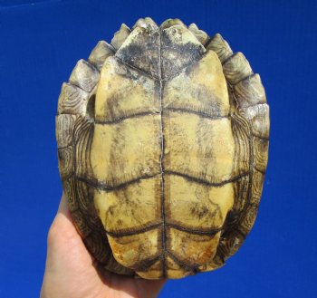 7 by 5-3/8 inches Authentic Map Turtle Shell - Buy this one for $19.99