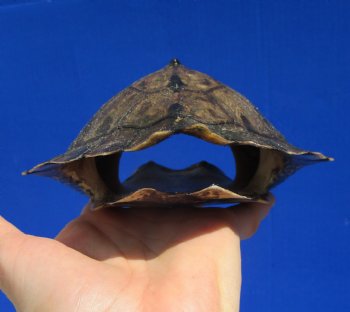 7 by 5-3/8 inches Authentic Map Turtle Shell - Buy this one for $19.99