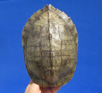 8-1/4 by 6 inches Large Real Map Turtle Shell - Buy this one for $26.99