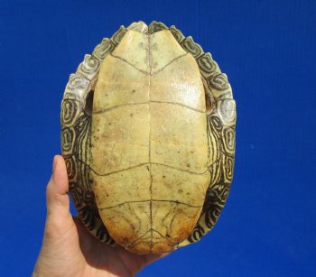 8-1/4 by 6 inches Large Real Map Turtle Shell - Buy this one for $26.99