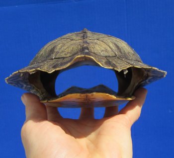 8-1/4 by 6 inches Large Real Map Turtle Shell - Buy this one for $26.99