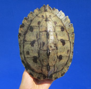 8 by 6-1/4 inches Large Authentic Map Turtle Shell - Buy this one for $26.99