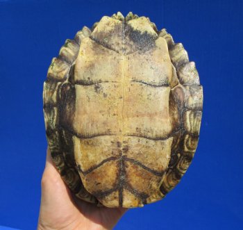 8 by 6-1/4 inches Large Authentic Map Turtle Shell - Buy this one for $26.99