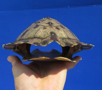 8 by 6-1/4 inches Large Authentic Map Turtle Shell - Buy this one for $26.99