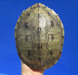 8 by 6-1/4 inches Large Authentic Map Turtle Shell - Buy this one for $26.99