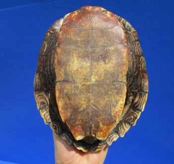 8 by 6-1/4 inches Large Authentic Map Turtle Shell - Buy this one for $26.99