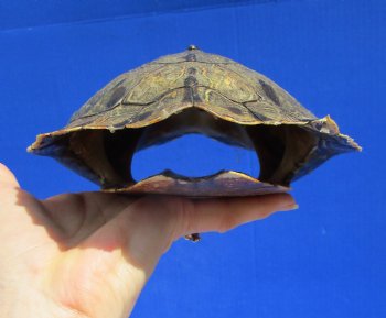 8 by 6-1/4 inches Large Authentic Map Turtle Shell - Buy this one for $26.99