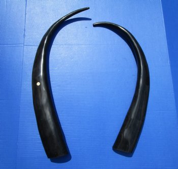 Two Tall Narrow Black Polished Buffalo Horns,  27-1/2 and 29-1/2 inches - Buy these for $25 each