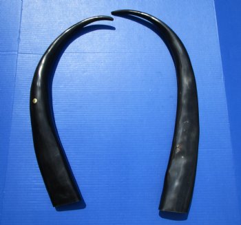 Two Tall Narrow Black Polished Buffalo Horns,  27-1/2 and 29-1/2 inches - Buy these for $25 each