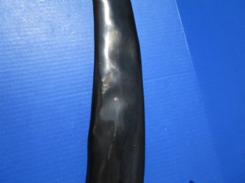 Two Tall Narrow Black Polished Buffalo Horns,  27-1/2 and 29-1/2 inches - Buy these for $25 each