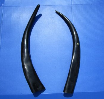 Two Tall Narrow Black Polished Buffalo Horns, 25 and 25-1/4 inches - Buy these for $25 each