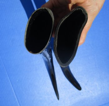 Two Tall Narrow Black Polished Buffalo Horns, 25 and 25-1/4 inches - Buy these for $25 each