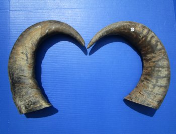 22 and 22-7/8 inches Raw Water Buffalo Horns. Buy these for $35 each