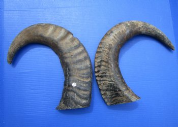 22 and 22-7/8 inches Raw Water Buffalo Horns. Buy these for $35 each