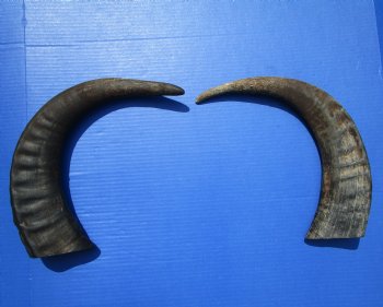 19 and 20-1/4 inches Raw Water Buffalo Horns. Buy these for $25 each