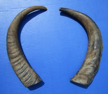 18-3/4 and 18-7/8 inches Raw Water Buffalo Horns. Buy these for $25 each