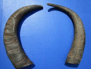 18-3/4 and 18-7/8 inches Raw Water Buffalo Horns. Buy these for $25 each