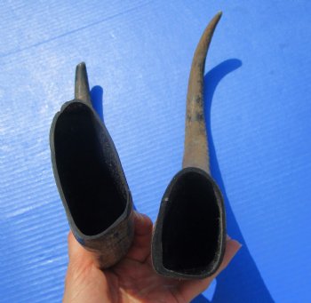 18-3/4 and 18-7/8 inches Raw Water Buffalo Horns. Buy these for $25 each