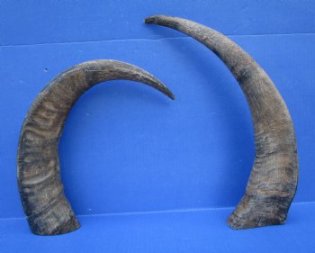 19-1/2 and 18-3/4 inches Sanded Raw Natural Water Buffalo Horn  - Buy these two for $25 each