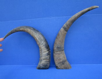 19-1/2 and 18-3/4 inches Sanded Raw Natural Water Buffalo Horn  - Buy these two for $25 each