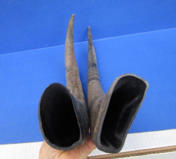 19-1/2 and 18-3/4 inches Sanded Raw Natural Water Buffalo Horn  - Buy these two for $25 each