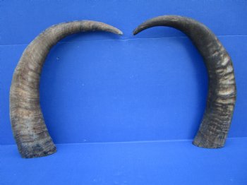 22-1/4 and 23 inches Sanded Raw Natural Water Buffalo Horn  - Buy these two for $35 each