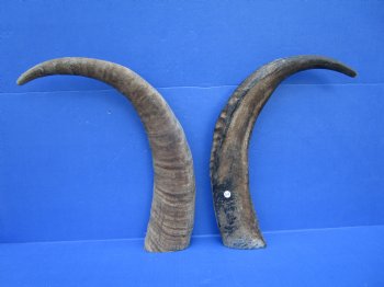 22-1/4 and 23 inches Sanded Raw Natural Water Buffalo Horn  - Buy these two for $35 each