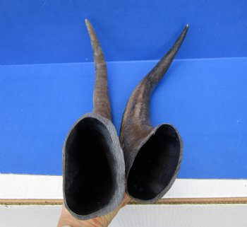 22-1/4 and 23 inches Sanded Raw Natural Water Buffalo Horn  - Buy these two for $35 each