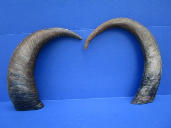 22 and 25 inches Sanded Raw Natural Water Buffalo Horn  - Buy these two for $35 each