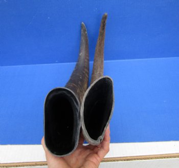 22 and 25 inches Sanded Raw Natural Water Buffalo Horn  - Buy these two for $35 each