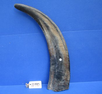 23-3/4 inches Sanded Raw Natural Water Buffalo Horn  - Buy this one for $39.99