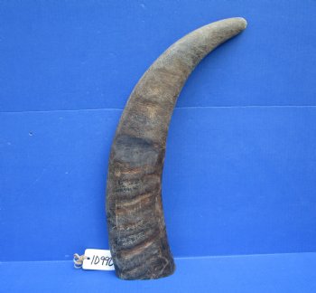 23-3/4 inches Sanded Raw Natural Water Buffalo Horn  - Buy this one for $39.99