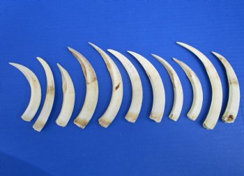 11 Warthog Tusks from Lower Jaw 4-3/4 to 6-3/4 inches (6.3 ounces)  - Buy for $18.99