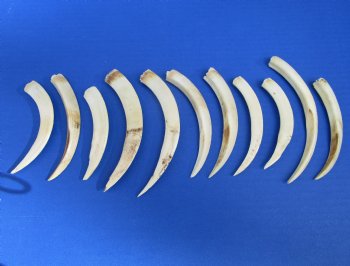 11 Warthog Tusks from Lower Jaw 4-3/4 to 6-3/4 inches (6.3 ounces)  - Buy for $18.99