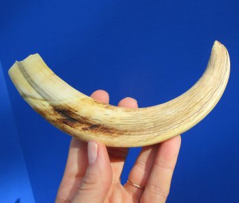 9 inches African Warthog Ivory Tusk, 4.3 ounces, <font color=red> 7-3/4 inches Solid</font> - Buy now for $44.99