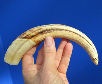 9 inches African Warthog Ivory Tusk, 4.3 ounces, <font color=red> 7-3/4 inches Solid</font> - Buy now for $44.99