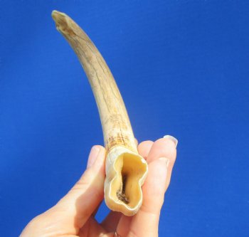 9 inches African Warthog Ivory Tusk, 4.3 ounces, <font color=red> 7-3/4 inches Solid</font> - Buy now for $44.99