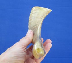 10 inches Polished Sheep, Ram's Horn Shofar for $14.99