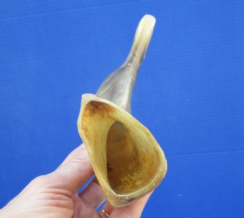 10 inches Polished Ram's Horn Shofar, Sheep Horn Shofar, War Horn -  Buy this one for $14.99