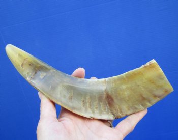 10 inches Polished Ram's Horn Shofar, Sheep Horn Shofar, War Horn -  Buy this one for $14.99